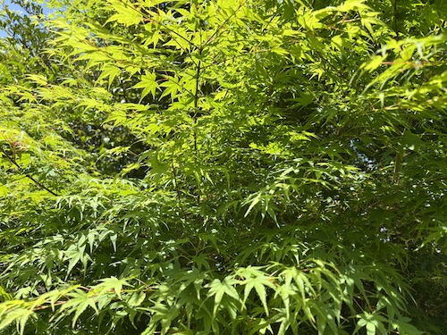 運が良いと思えば良いことが悪いと思えば悪い！？