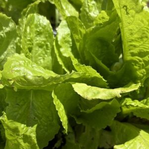 食事は食べる順番が大事？やっている食事療法！